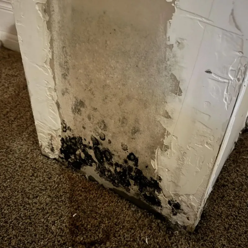 Professional Mold Removal in Napoleon, MI